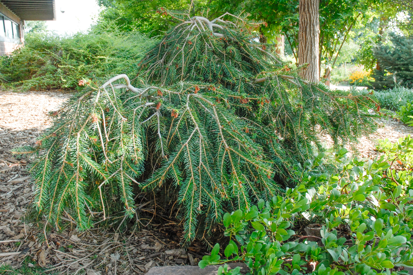 Weeping Norway Spruce